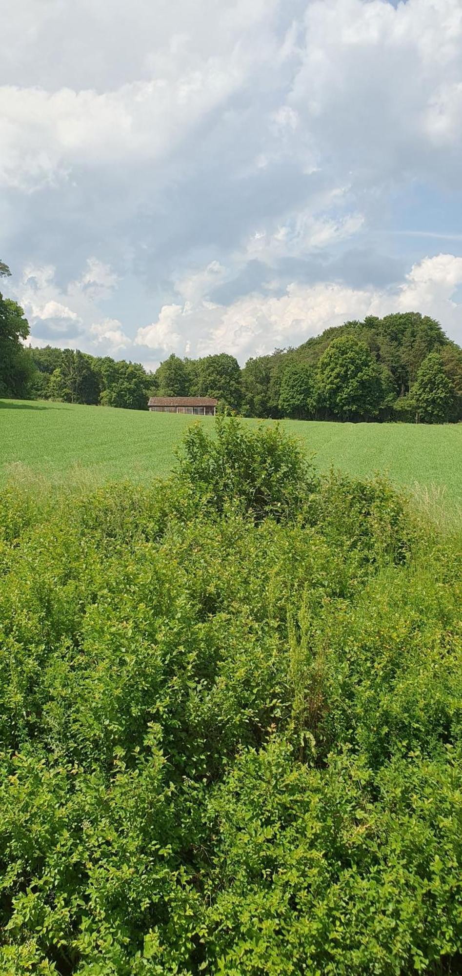 Gasthaus Zum Schneider بوتينشتاين المظهر الخارجي الصورة